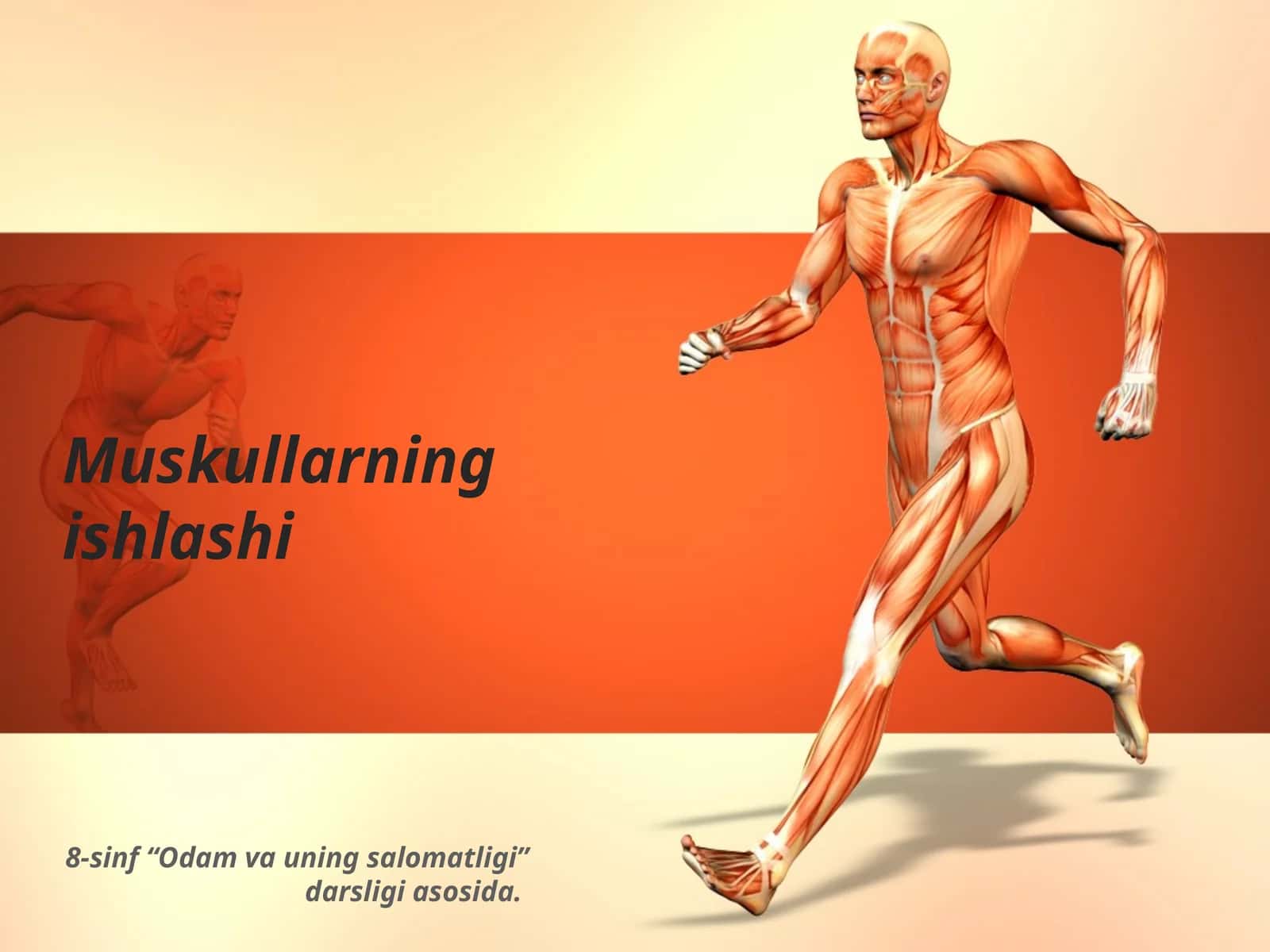 Muskullarning ishlashi 1