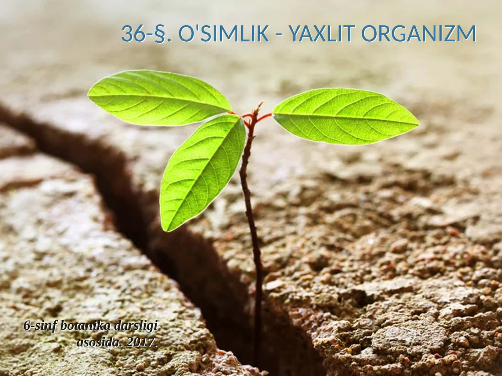 6-sinf Botanika O'simlik - yaxlit organizm 1