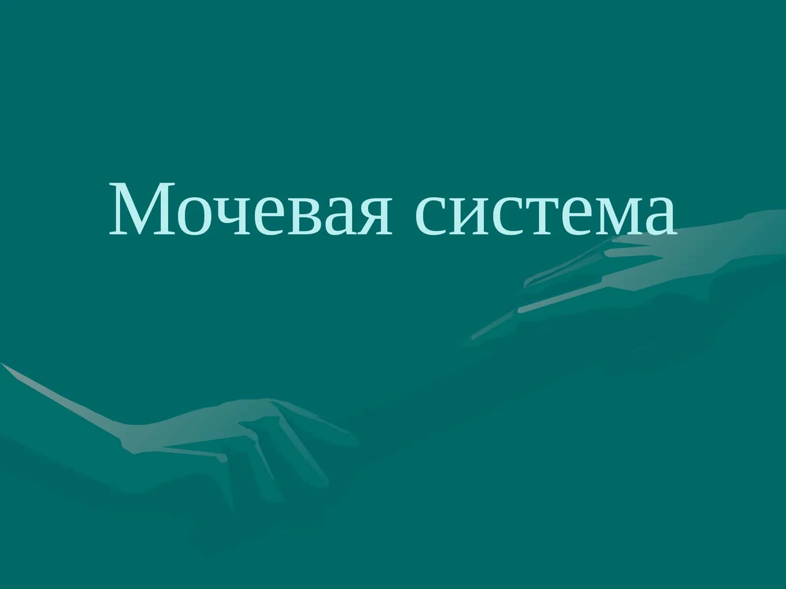 Мочевая система 1