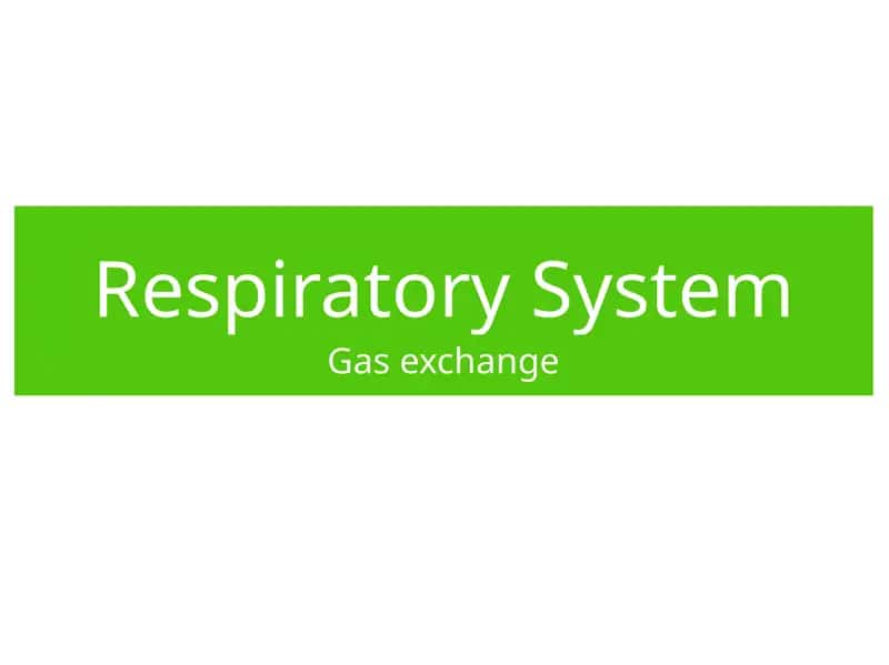Respiratory System 1