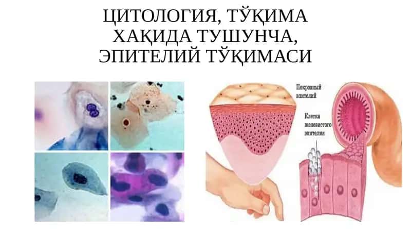 Гистология 1