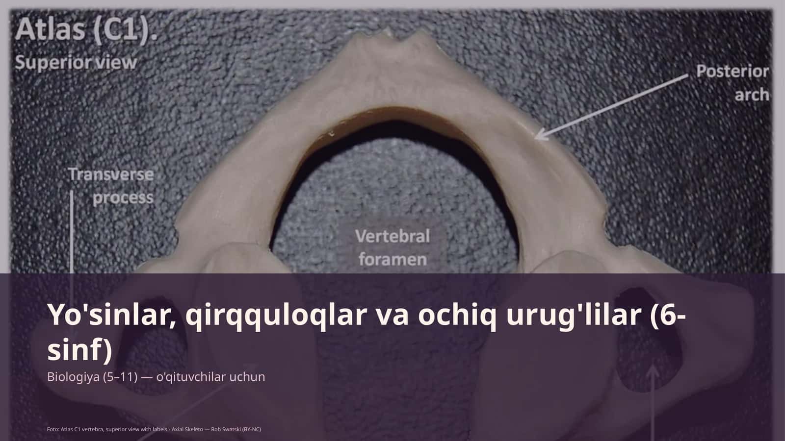 Yo'sinlar, qirqquloqlar va ochiq urug'lilar (6-sinf) 1