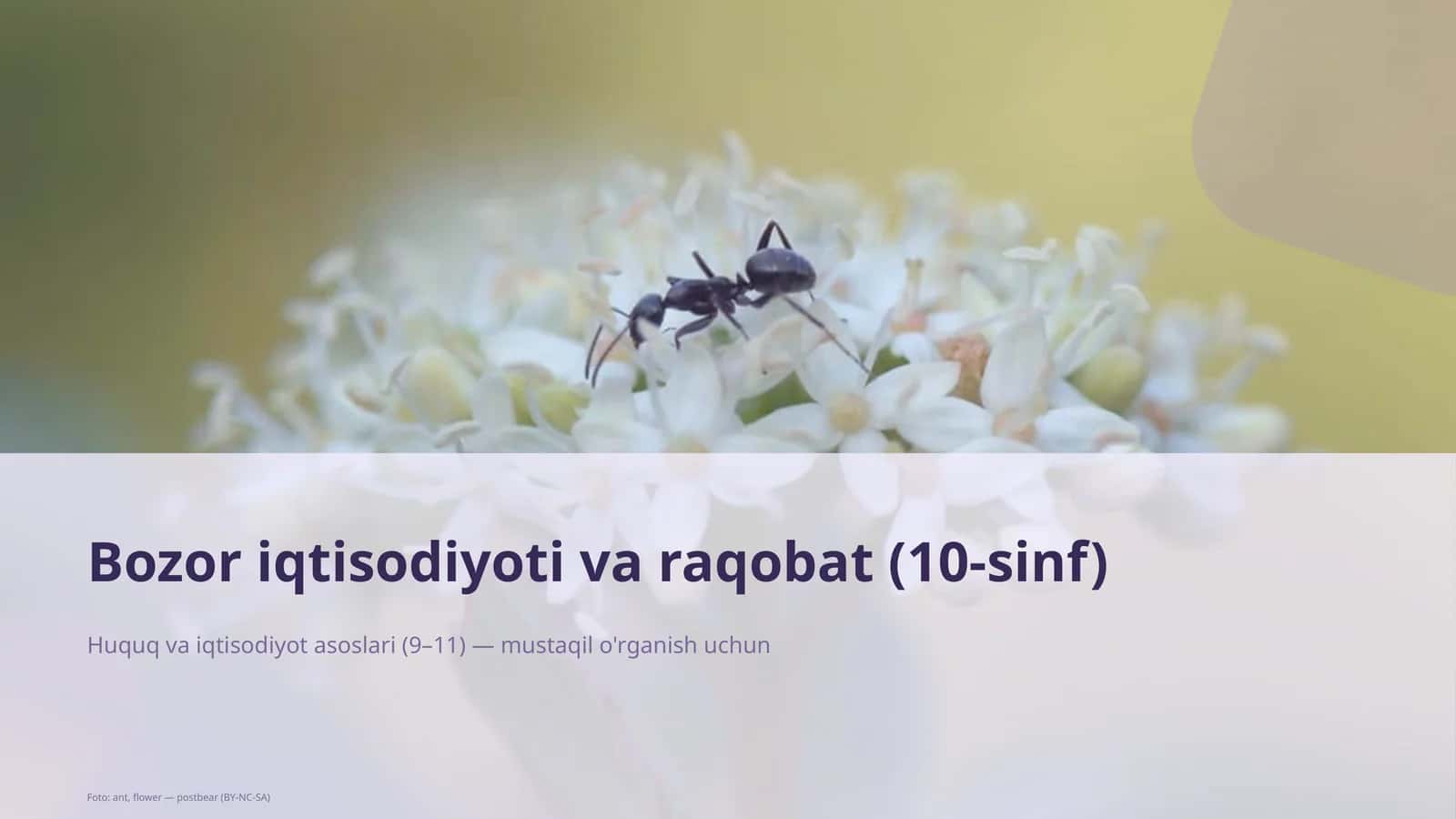 Bozor iqtisodiyoti va raqobat (10-sinf) 1