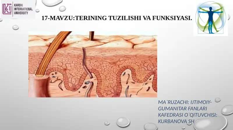 17-mavzu: Terining tuzilishi va funksiyasi 1