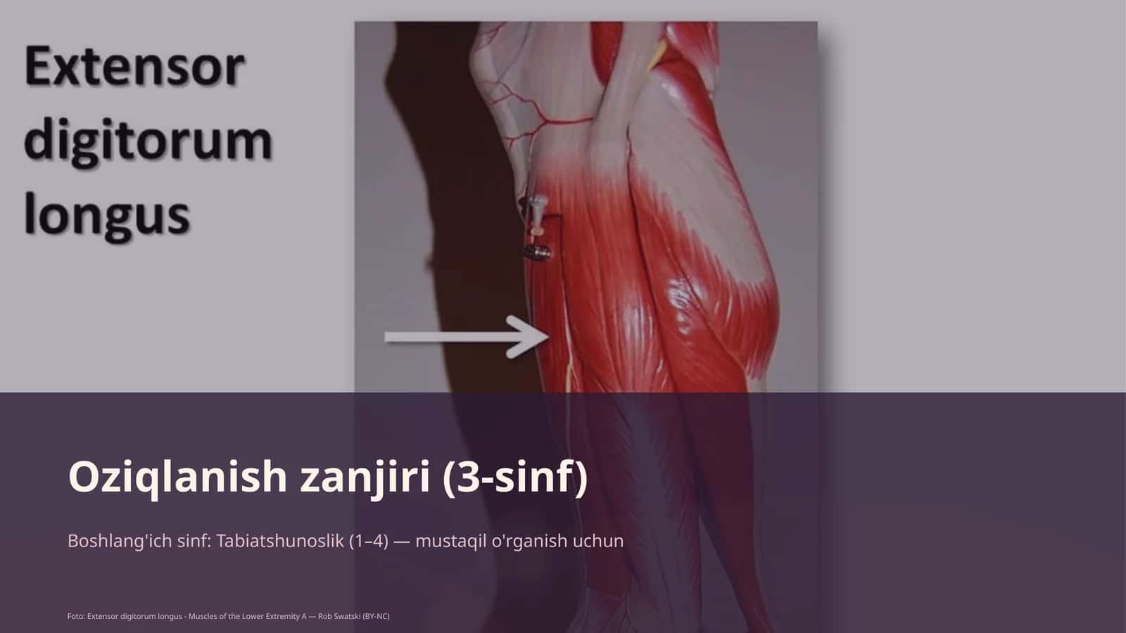 Oziqlanish zanjiri (3-sinf) 1