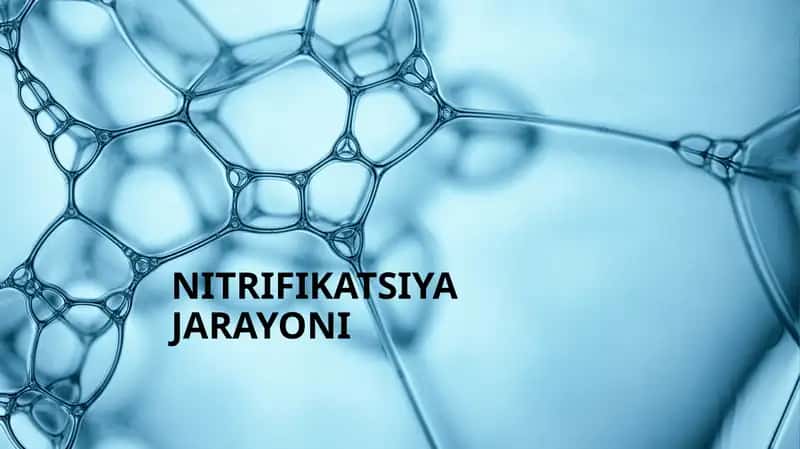 Nitrifikatsiya jarayoni 1