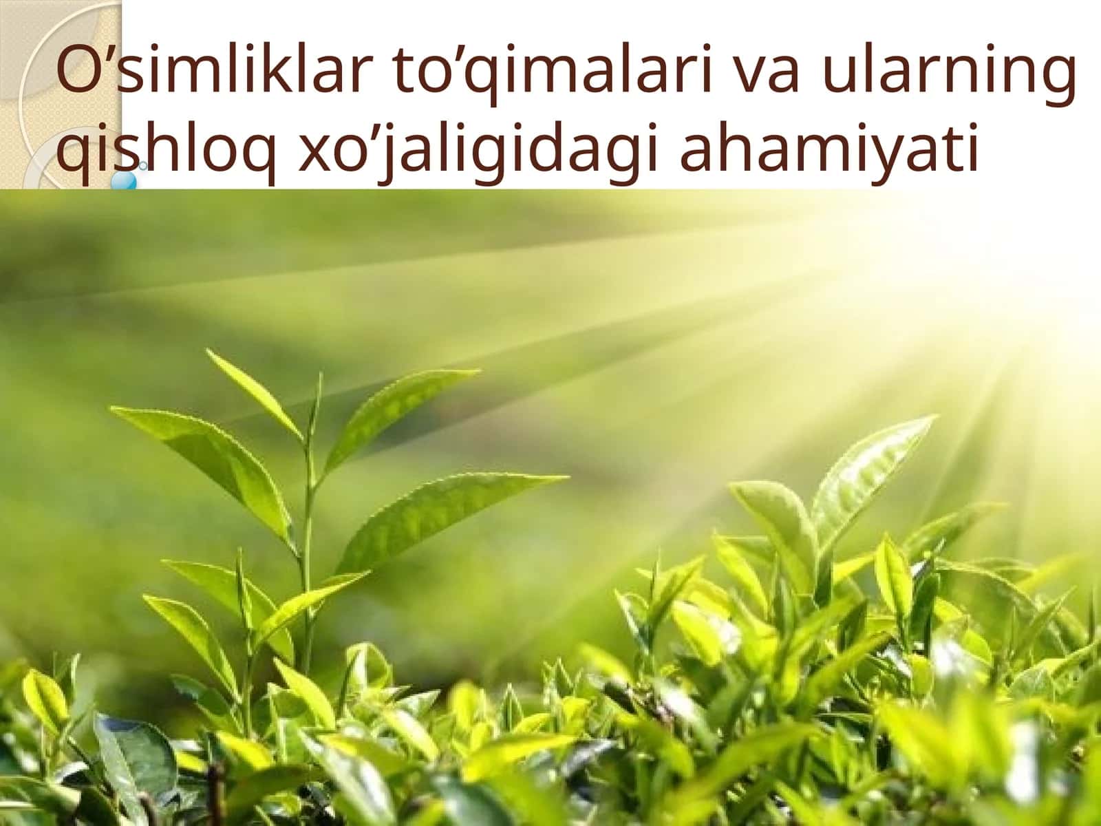 O’simliklar to’qimalari va ularning qishloq xo’jaligidagi ahamiyati 1