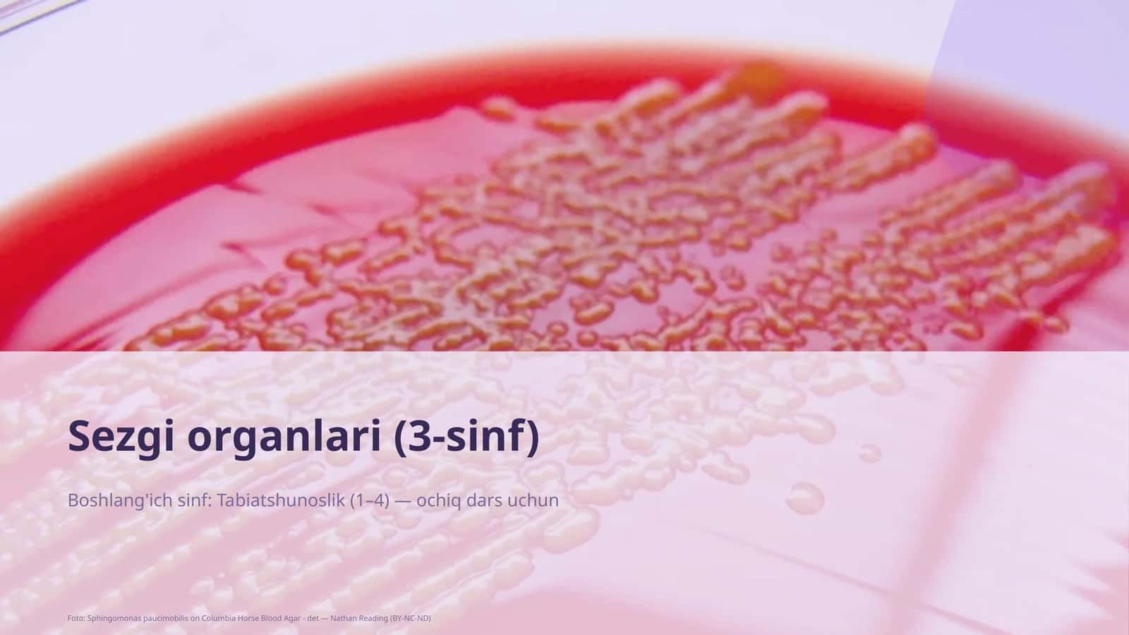 Sezgi organlari (3-sinf) 1