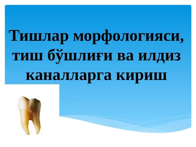 Тишлар морфологияси, тиш бўшлиғи ва илдиз каналларга кириш 1