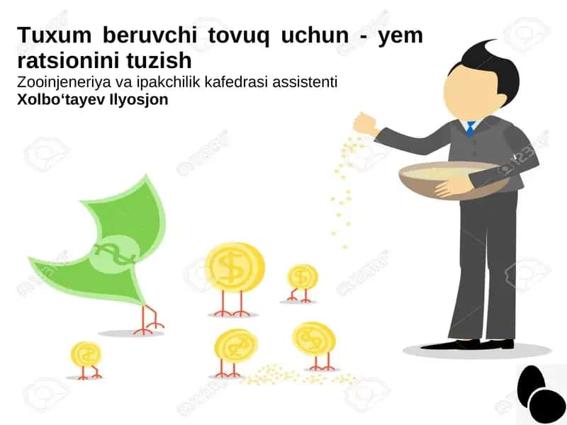 Tuxum beruvchi tovuq uchun - yem ratsionini tuzish 1