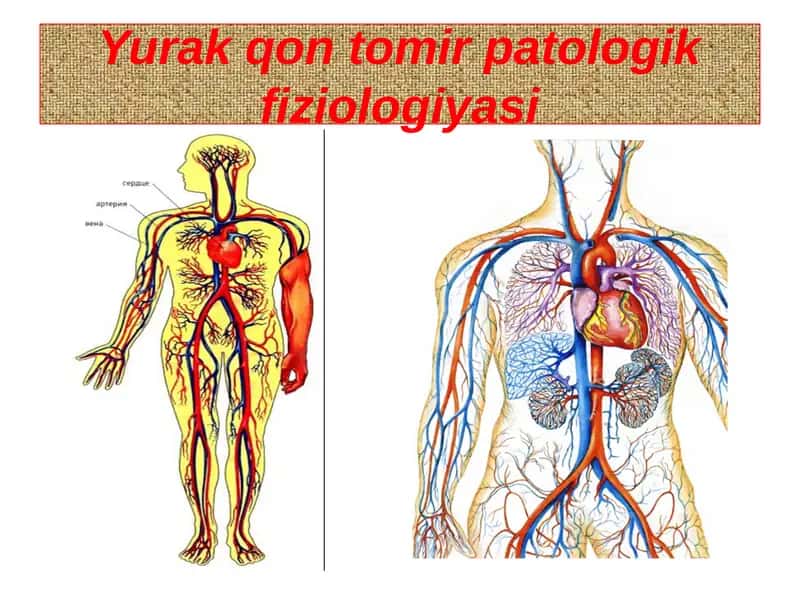 Yurak qon tomir patologik fiziologiyasi 1