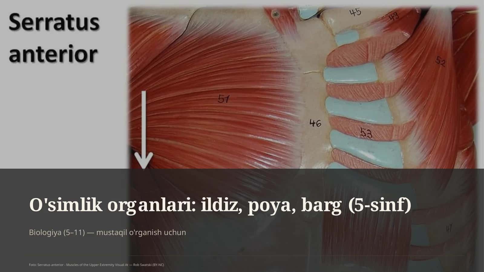 O'simlik organlari 1