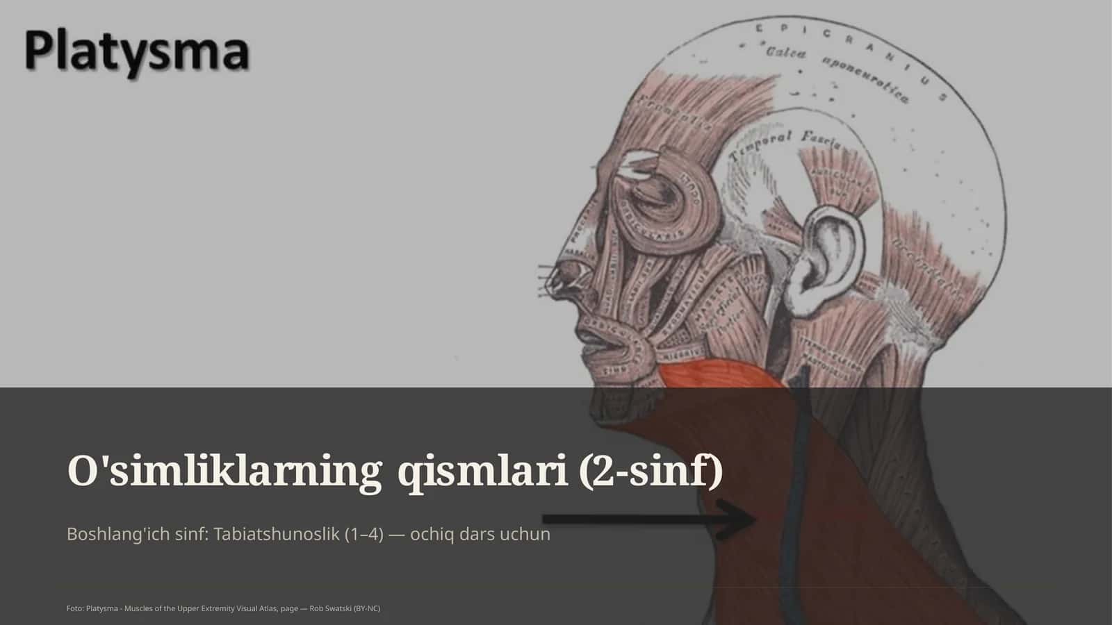 O'simliklarning qismlari (2-sinf) 1