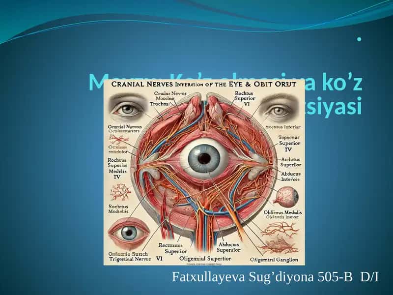 Ko’zolmasiva ko’z kosasi innervatsiyasi 1