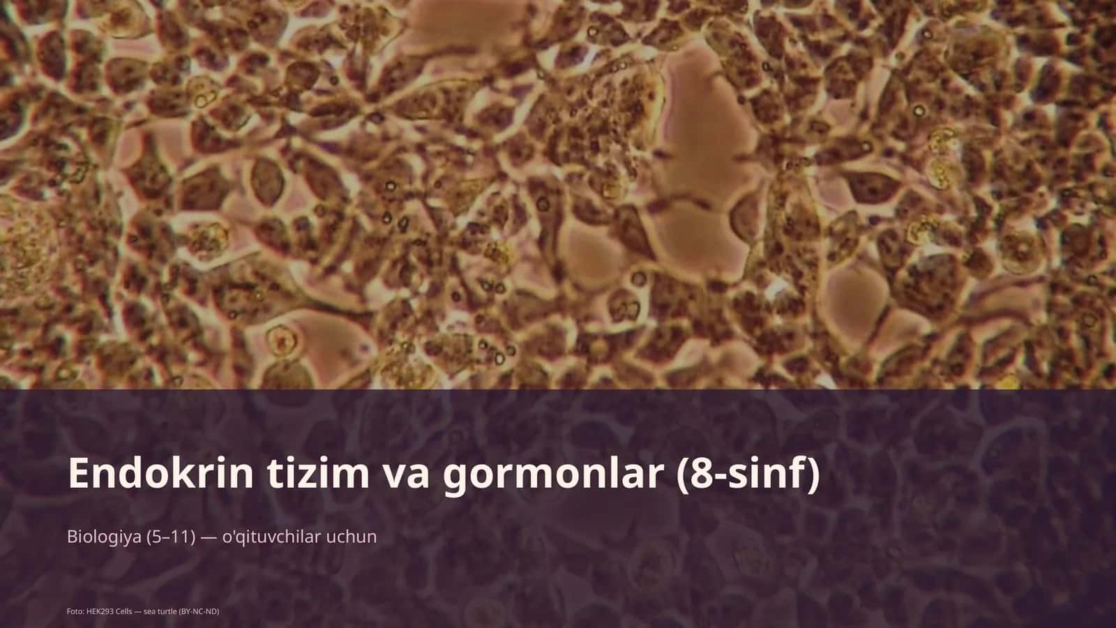 Endokrin tizim va gormonlar (8-sinf) 1