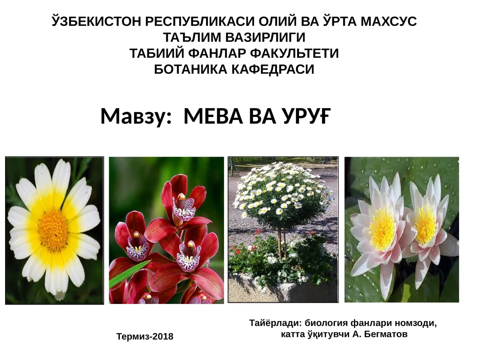 МЕВА ВАУРУҒ 1