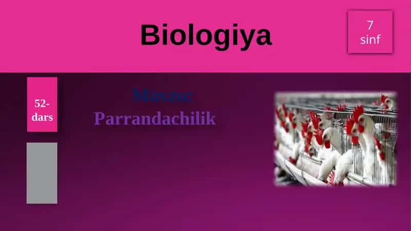 Parrandachilik 1