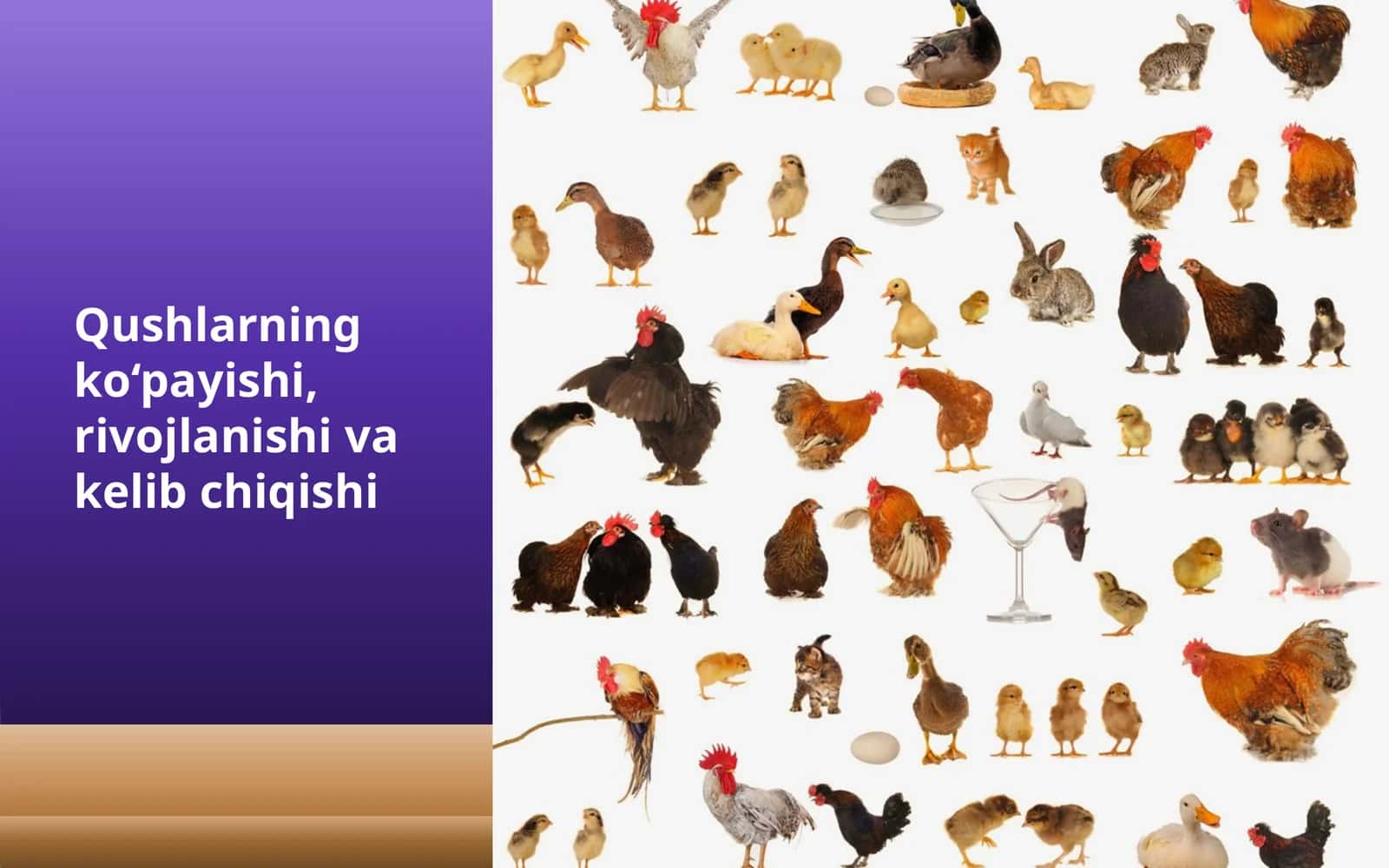 Qushlar ko‘payishi, rivojlanishi va kelib chiqishi 1