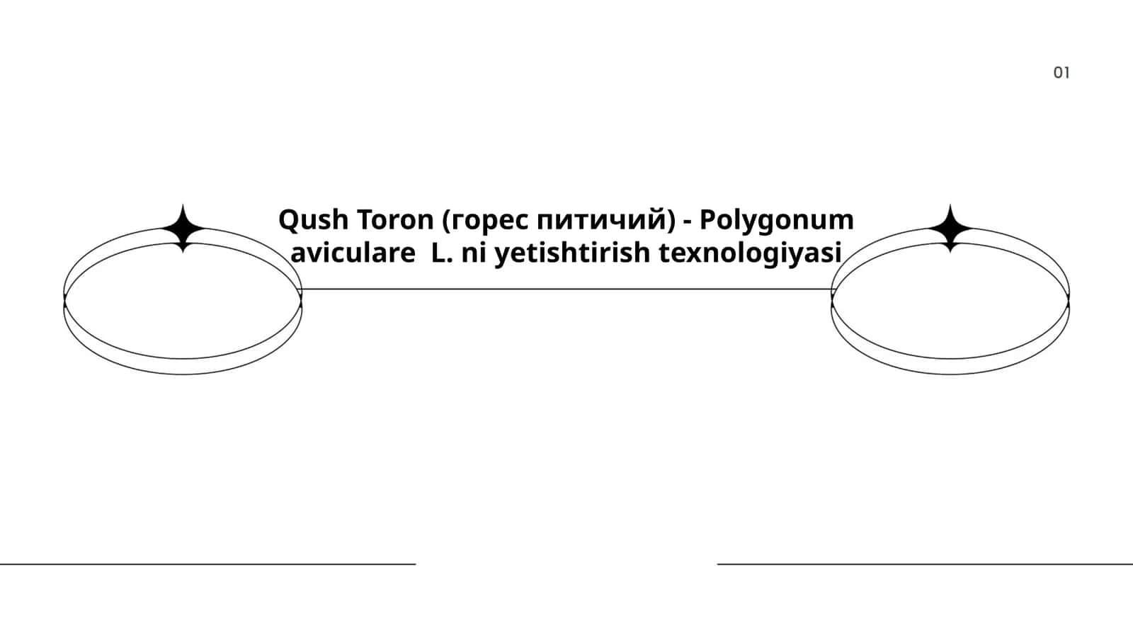 Qush Toron (горес питичий) - Polygonum aviculare L. ni yetishtirish texnologiyasi 1