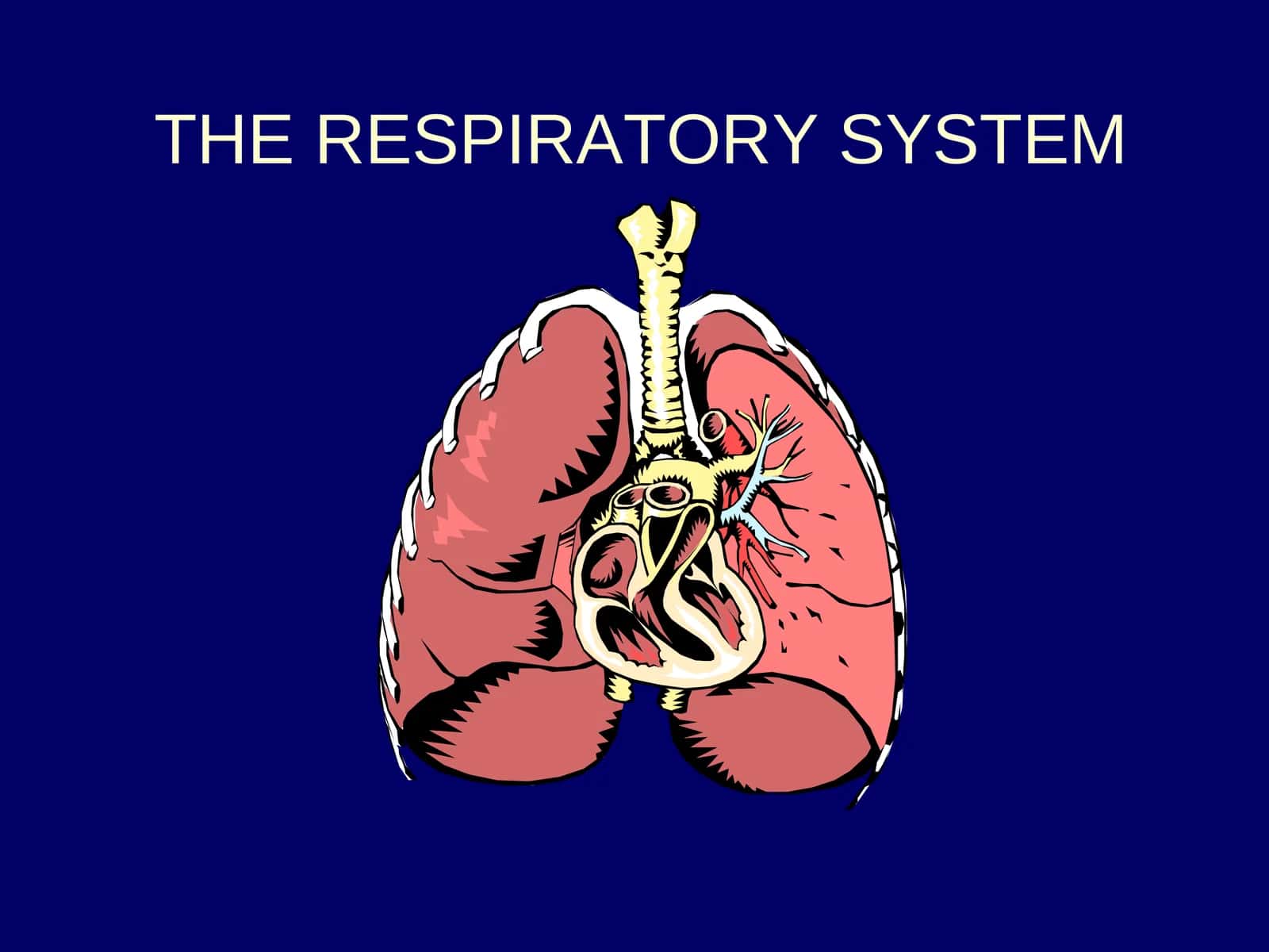 THE RESPIRATORY SYSTEM 1
