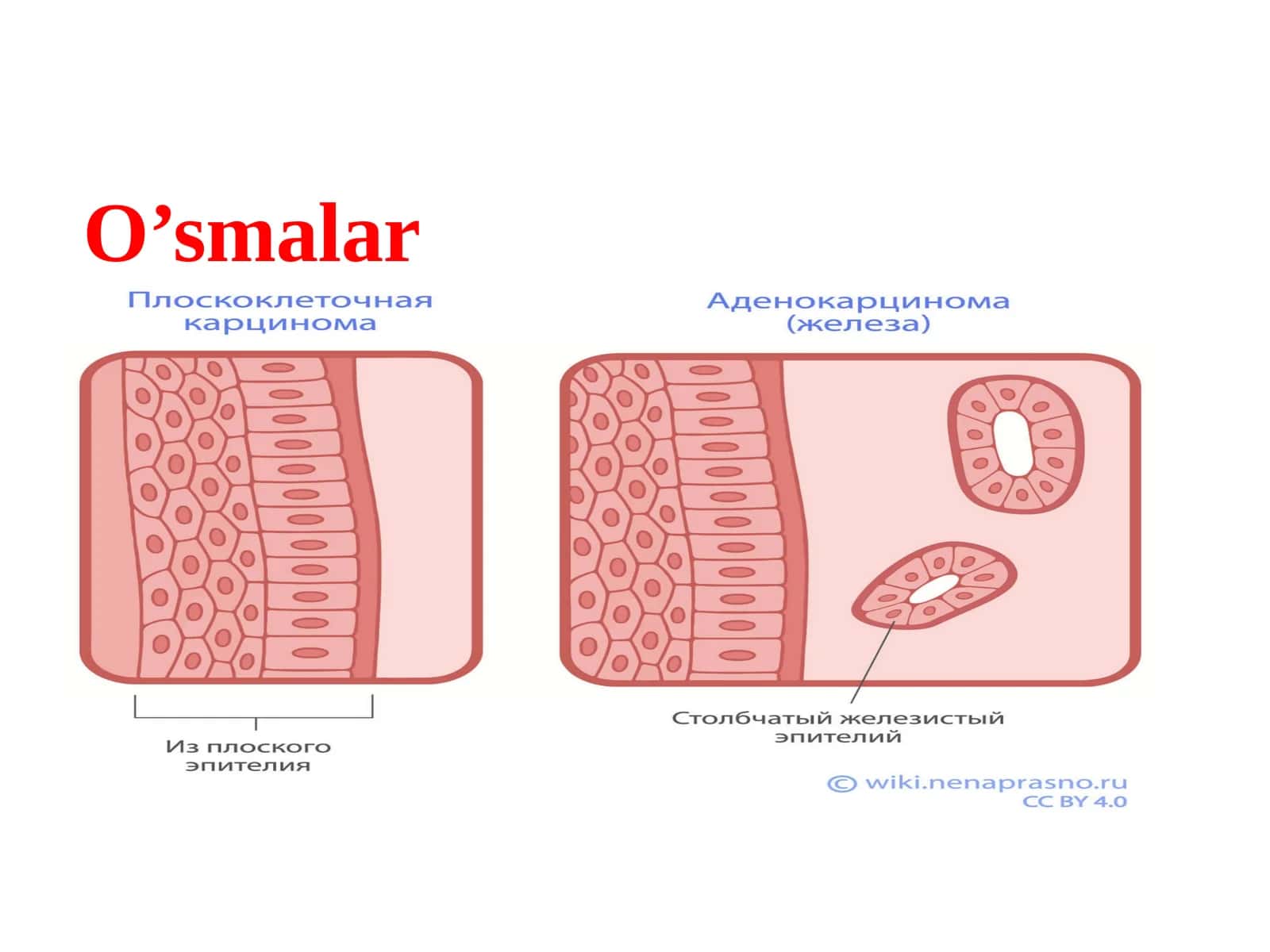 O'smalar 1