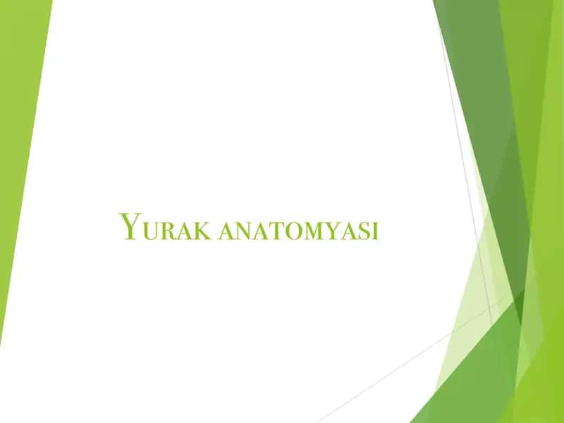 Yurak anatomyasi 1