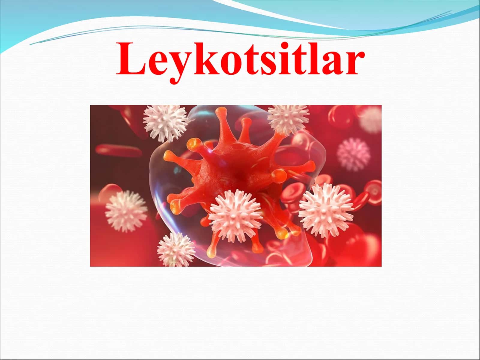 Leykotsitlar 1