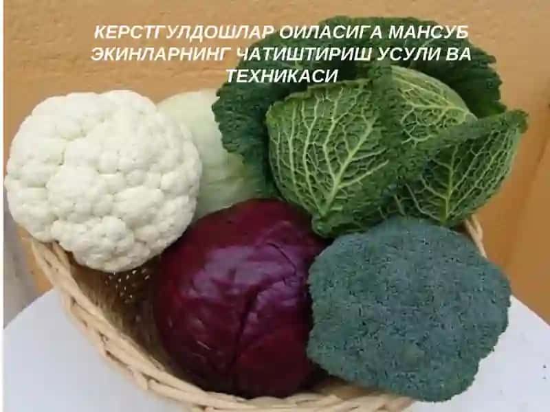 КЕРСТГУЛДОШЛАР ОИЛАСИГА МАНСУБ ЭКИНЛАРНИНГ ЧАТИШТИРИШ УСУЛИ ВА ТЕХНИКАСИ 1