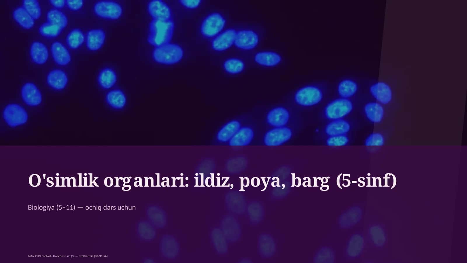 O'simlik organlari: ildiz, poya, barg 1