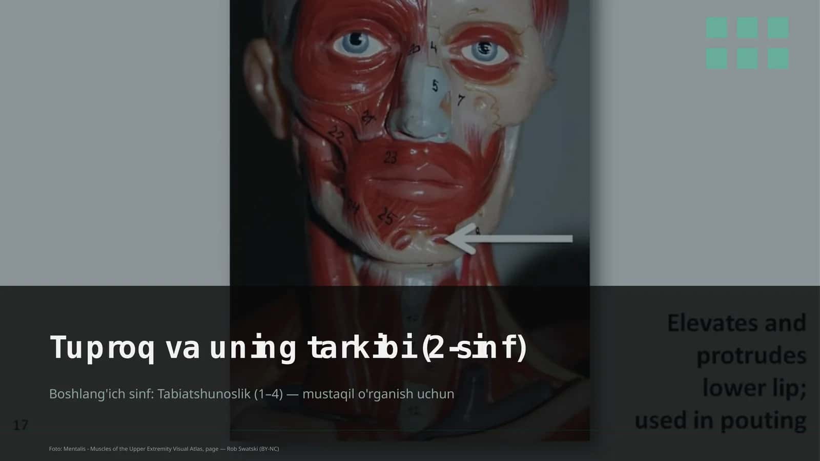 Mentalis - Muscles of the Upper Extremity Visual Atlas 1