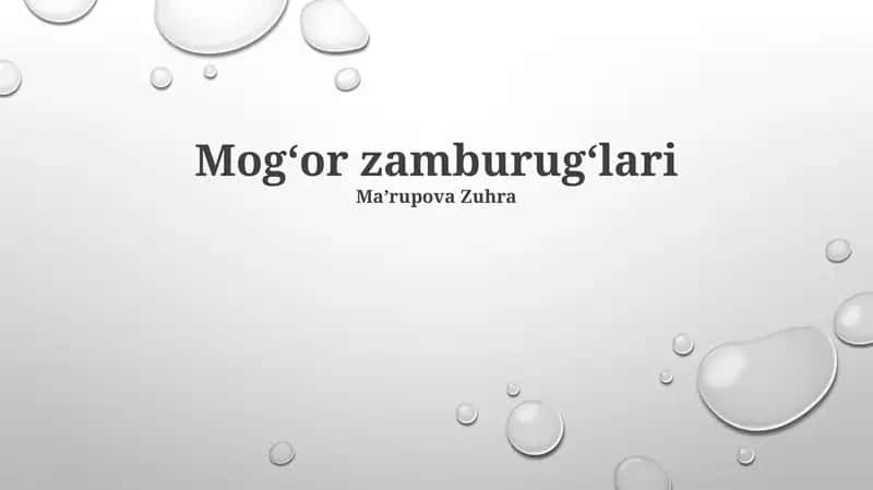 Mogʻor zamburugʻlari 1