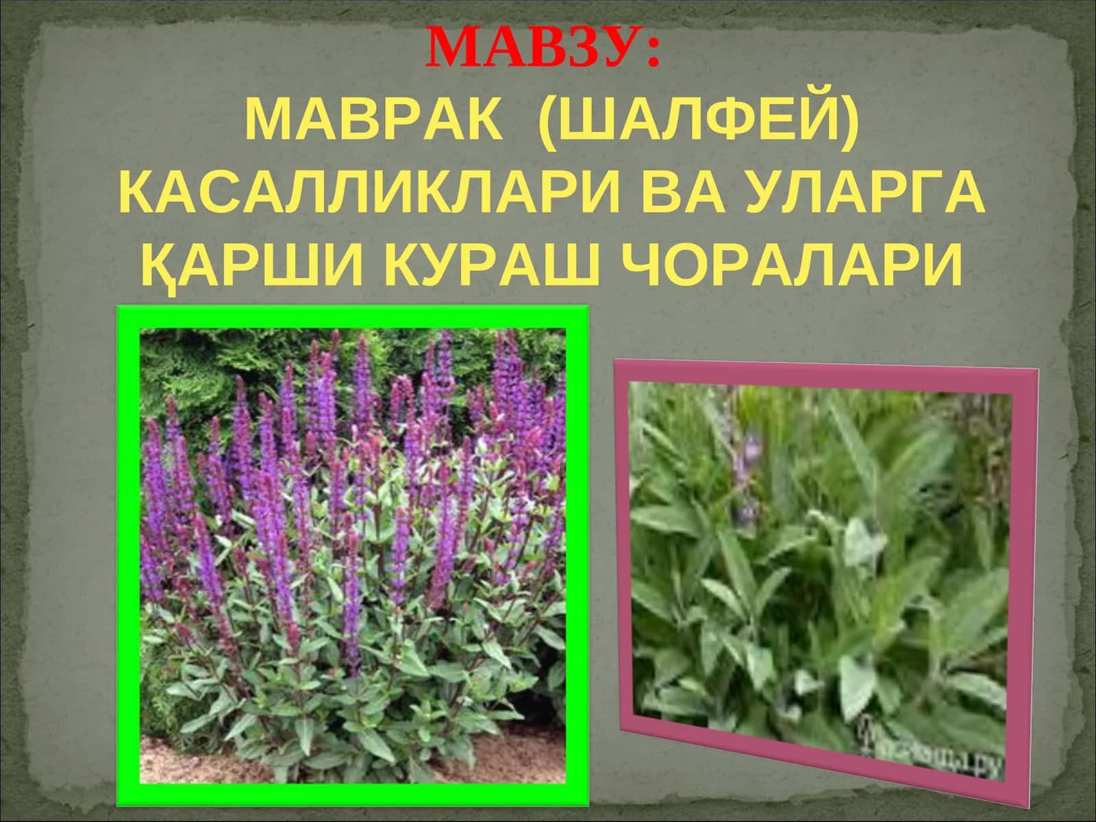МАВРАК (ШАЛФЕЙ) КАСАЛЛИКЛАРИ ВА УЛАРГА ҚАРШИ КУРАШ ЧОРАЛАРИ 1