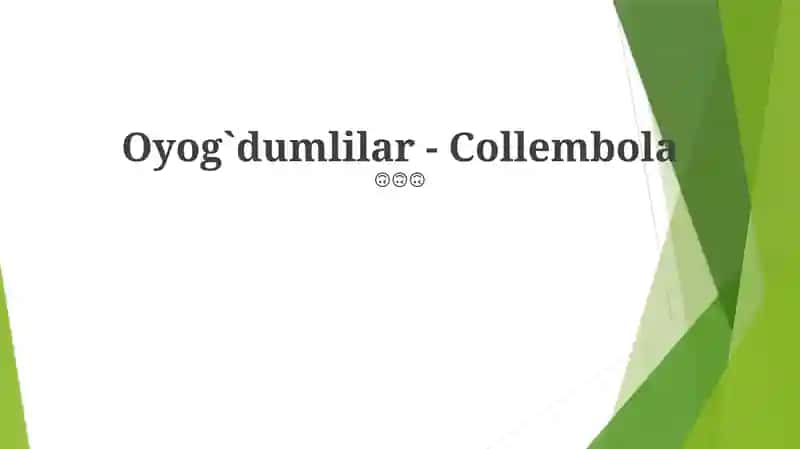 Oyog`dumlilar - Collembola 1