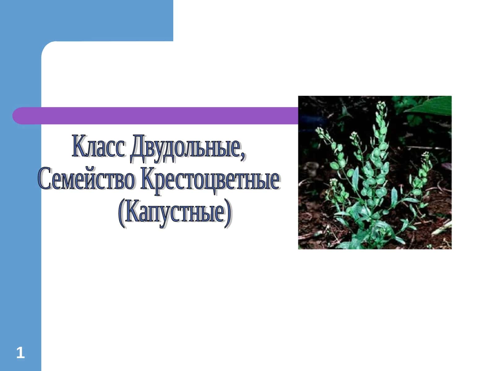 Крестоцветные 1