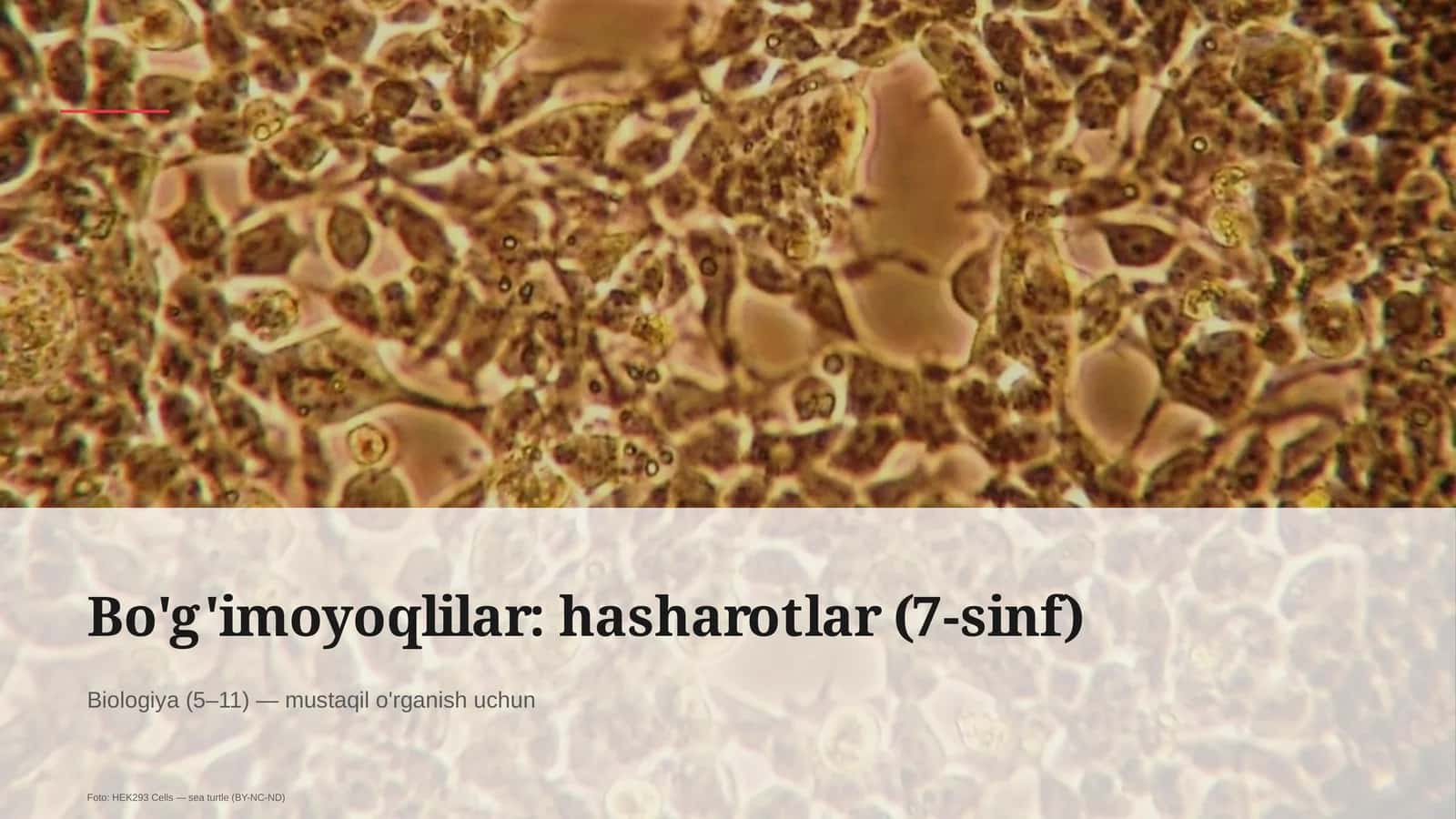 Bo'g'imoyoqlilar: hasharotlar (7-sinf) 1