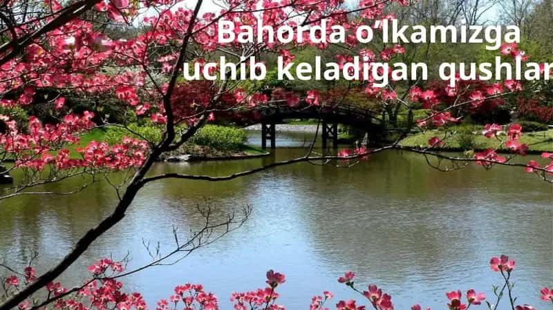 Bahorda o’lka mizga uchib keladigan qushlar 1