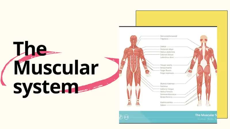 The Muscular system 1