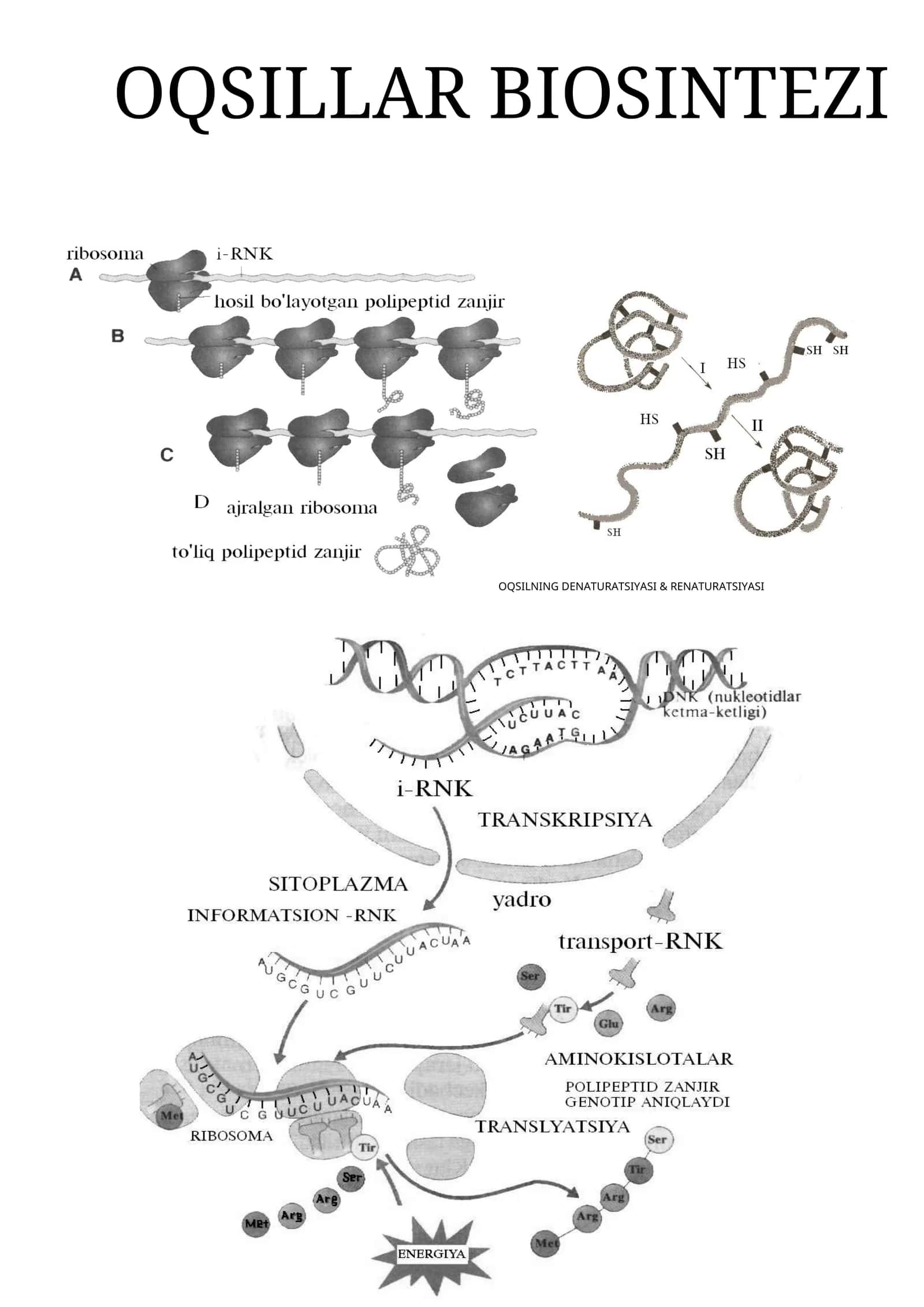 OQSILLAR BIOSINTEZI 1