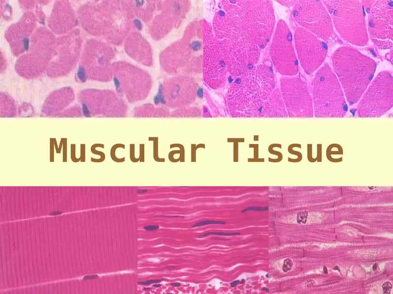 Muscular Tissue 1