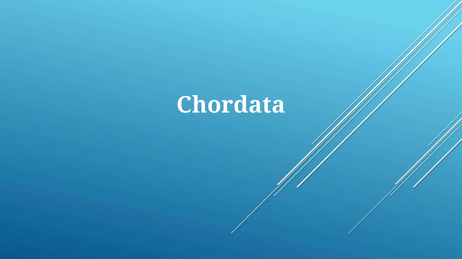 Chordata 1