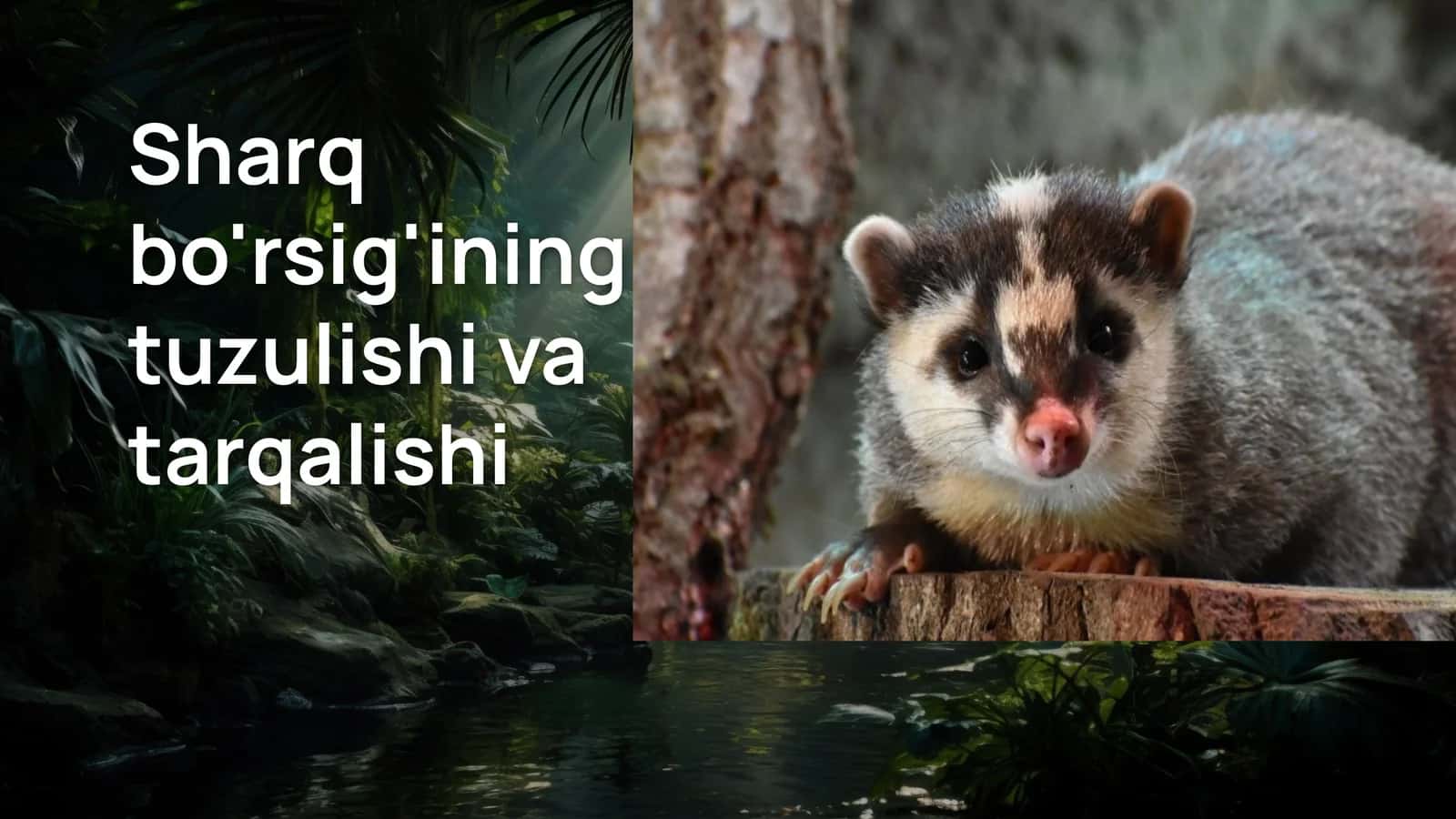 Sharq bo'rsig'ining tuzulishi va tarqalishi 1