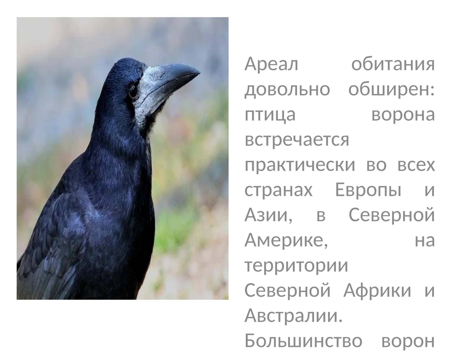 Ворона 1