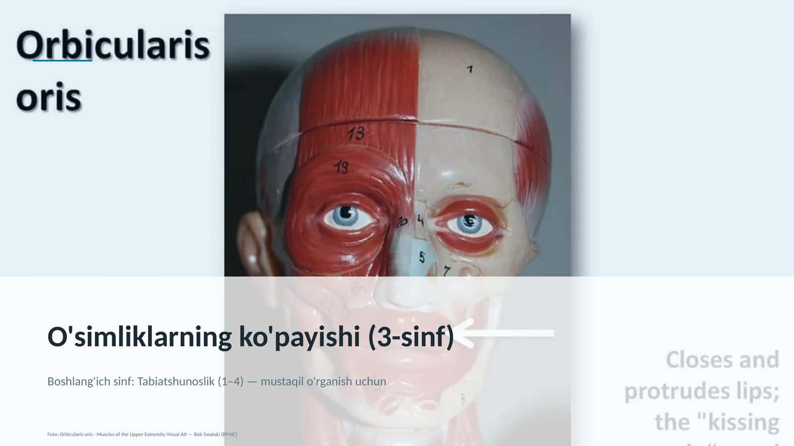O'simliklarning ko'payishi (3-sinf) 1