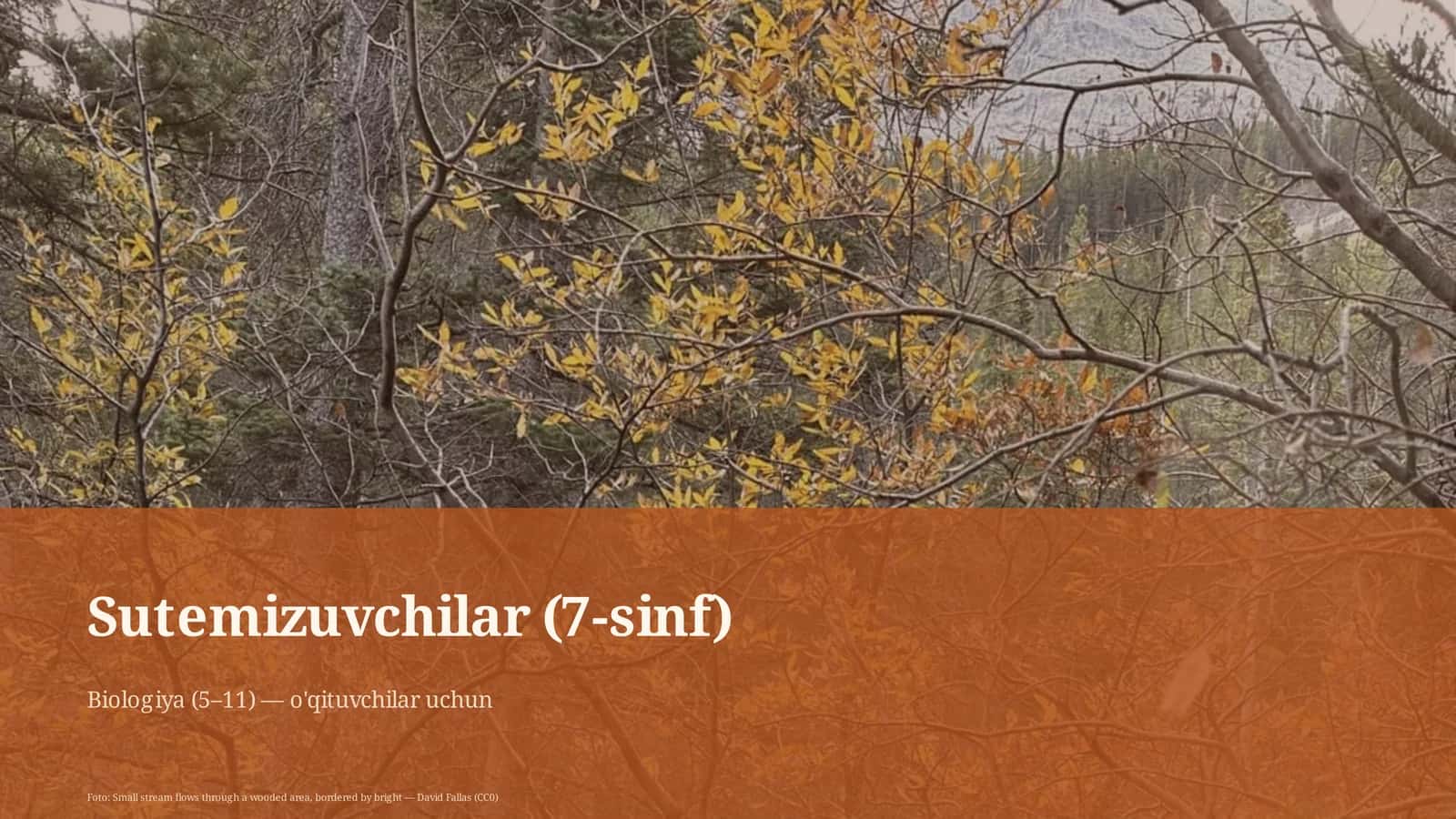 Sutemizuvchilar (7-sinf) 1