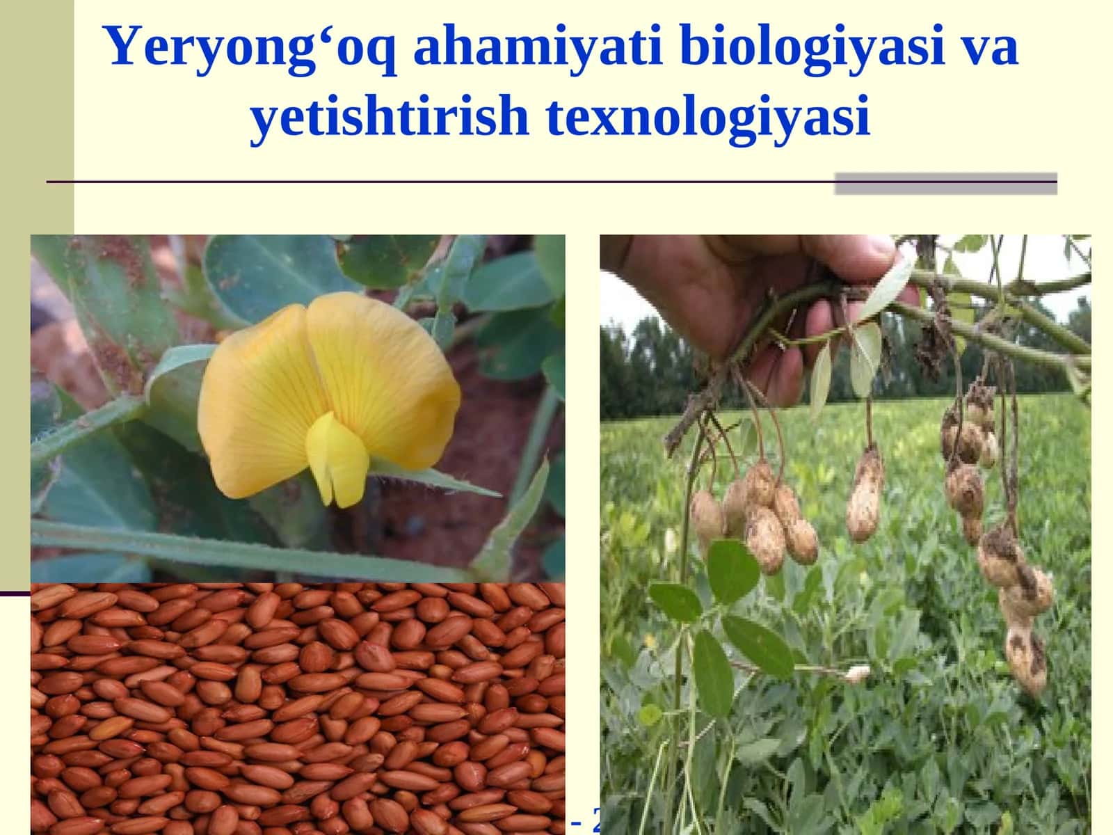 Yeryong‘oq ahamiyati biologiyasi va yetishtirish texnologiyasi 1