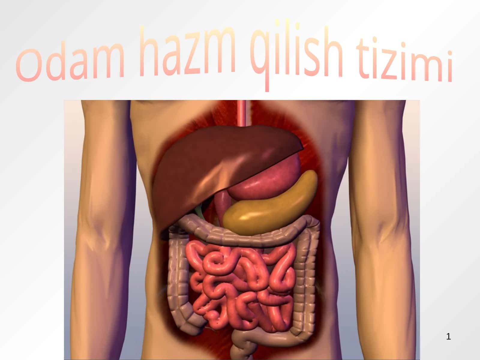 Hazm qilish tizimi 1