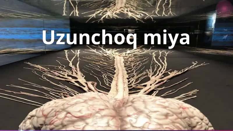Uzunchoqmiya 1