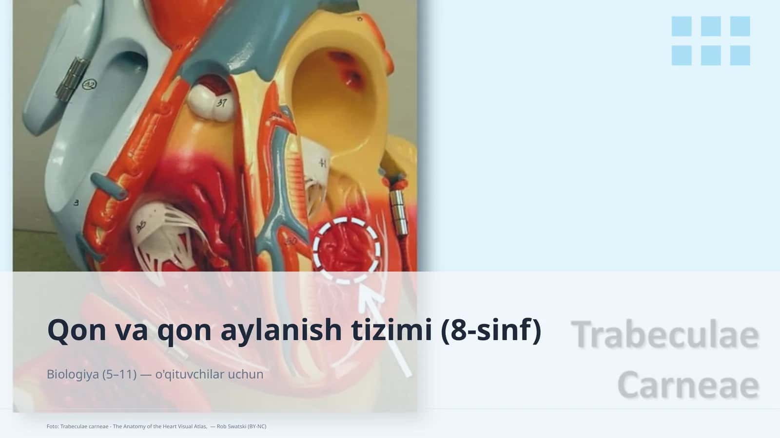 Qon va qon aylanish tizimi (8-sinf) 1
