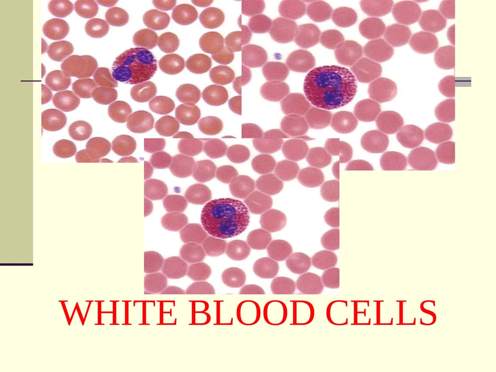 LEUCOCYTE FORMULA 1