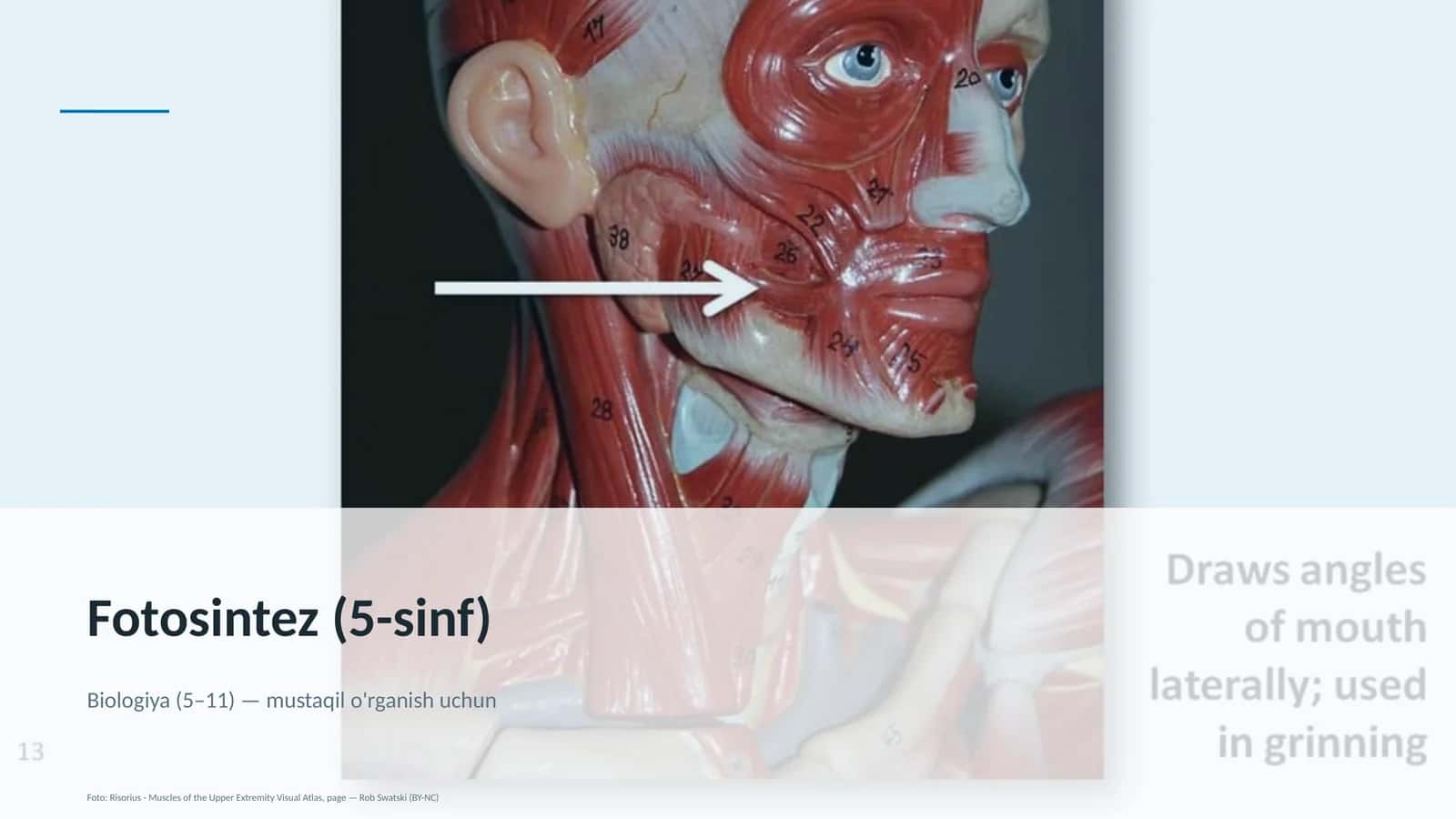 Fotosintez (5-sinf) 1